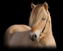 stallion Zizoran (Fjord Horse, 2003, from Toddy I)