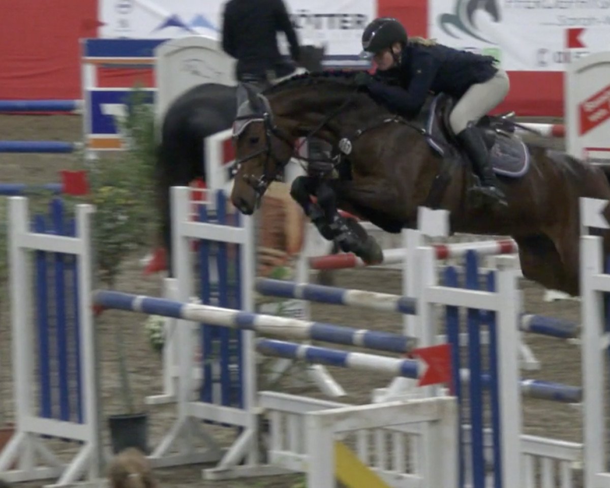 Springpferd CONORA BLUE PS (Oldenburger Springpferd, 2014, von Conthargos)