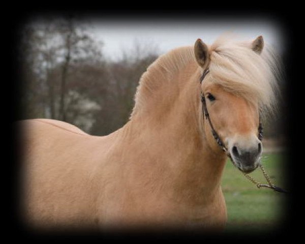 stallion Rubis d'Ober (Fjord Horse, 2005, from Tanngrisnir)