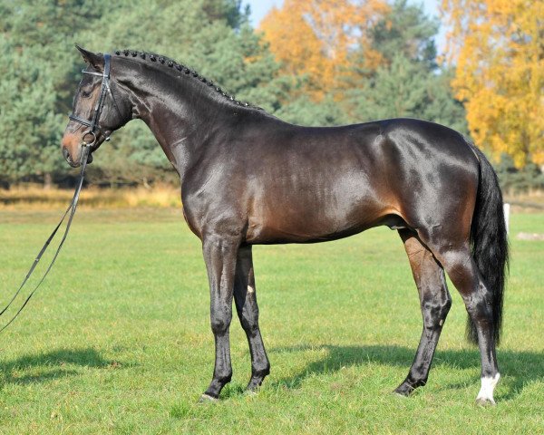 stallion Cassillias (Hanoverian, 2008, from Contendro I)