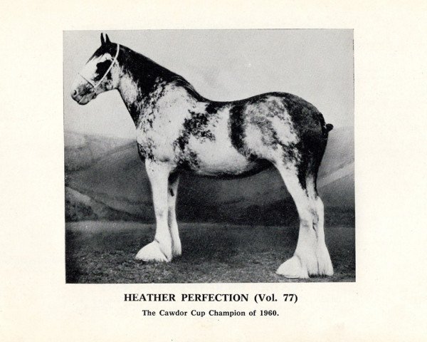 Zuchtstute Heather Perfection Vol. 77 (Clydesdale, 1957, von Muirton Sensation 24672)