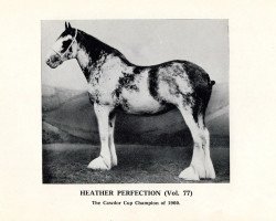 Zuchtstute Heather Perfection Vol. 77 (Clydesdale, 1957, von Muirton Sensation 24672)