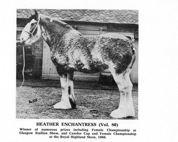 Zuchtstute Heather Enchantress (Clydesdale, 1961, von Muirton Surprise)