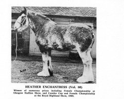 broodmare Heather Enchantress (Clydesdale, 1961, from Muirton Surprise)