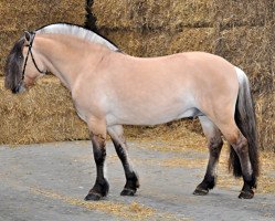 stallion Jelte (Fjord Horse, 2013, from Hermansen N.2629)