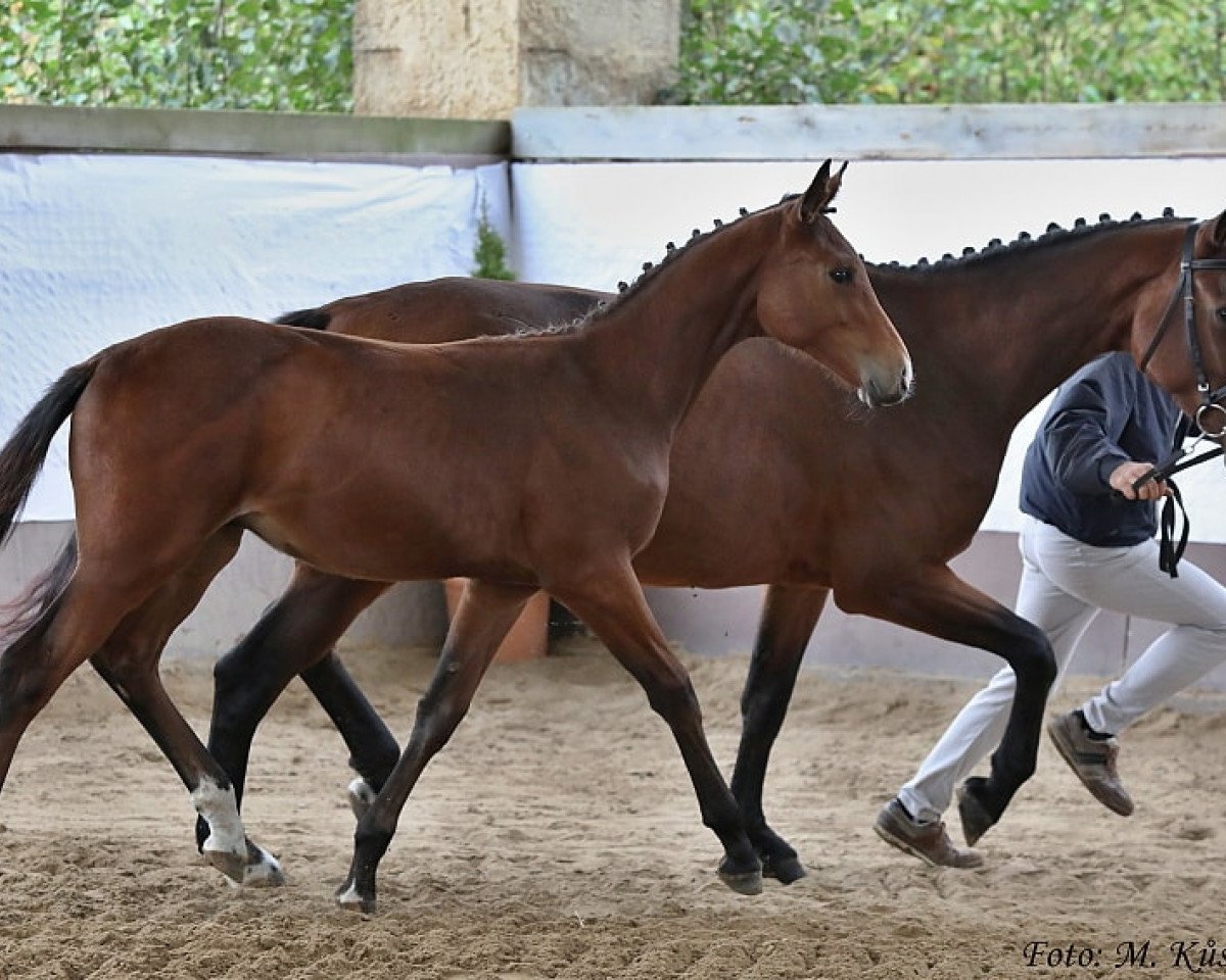 stallion Go-Go SL (Oldenburg show jumper, 2019, from Go-On T.s.)