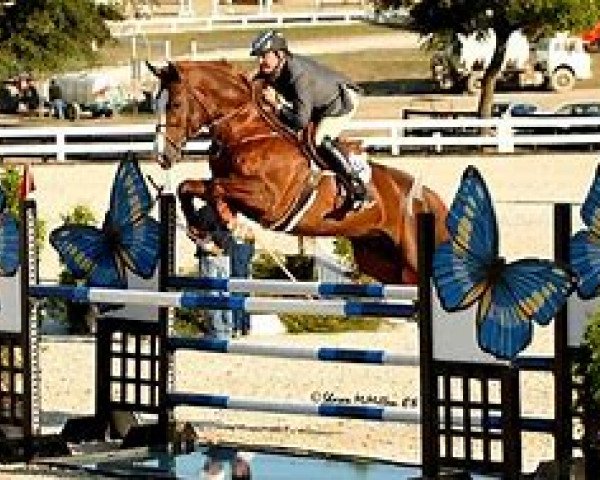 stallion Cielo B (Belgian Warmblood, 2002, from Semsalabem Berkenbroeck)