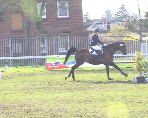 Reitturnier Rendsburg 2016