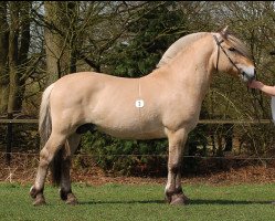 stallion Dingo (NLD) (Fjord Horse, 2007, from Stedjeblakken)