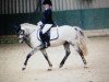 dressage horse Rakker R (Welsh, 2010)