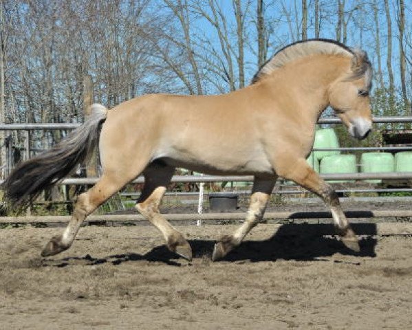 stallion Hizkia (Fjord Horse, 2016, from Kastanjegårdens Hannibal)