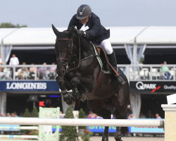 stallion Fidjy of Colors (Belgian Warmblood, 2005, from Le Tot de Semilly)