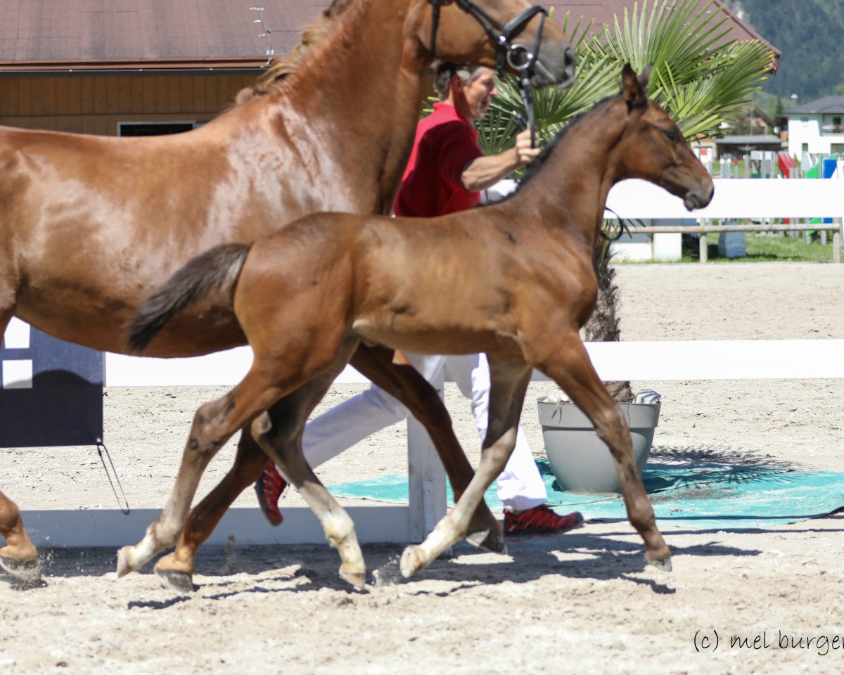jumper Helios JS (Austrian Warmblood, 2019, from Hongkong B)
