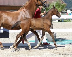 Springpferd Helios JS (Österreichisches Warmblut, 2019, von Hongkong B)