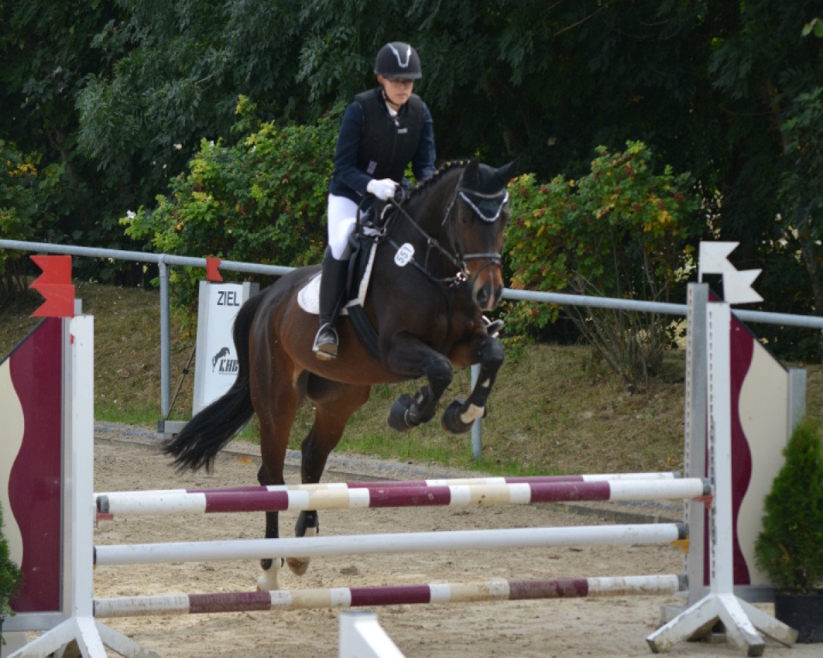 horse Quietschvergnügt 3 (Hanoverian, 2011, from Quaterback)