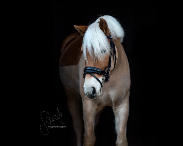 horse Starlinero (Haflinger, 2014, from Starlin)