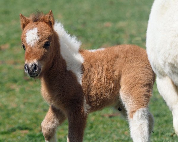 horse El Saraja Aribell (Shetland pony (under 87 cm), 2021, from Enigma Sirocco)