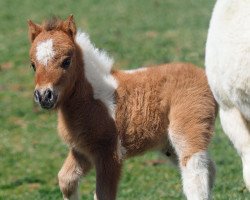 Pferd El Saraja Aribell (Shetland Pony (unter 87 cm), 2021, von Enigma Sirocco)