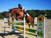 jumper Crodon (German Sport Horse, 2006, from Celentano)