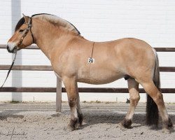 stallion Kris 20140056 (Fjord Horse, 2014, from Manus)