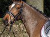 dressage horse NaNa's Lottchen (German Riding Pony, 2013, from FS Cracker Jack)