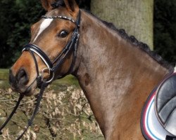 dressage horse NaNa's Lottchen (German Riding Pony, 2013, from FS Cracker Jack)