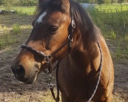 broodmare Nanni-B (German Riding Pony, 1997, from Next Star)