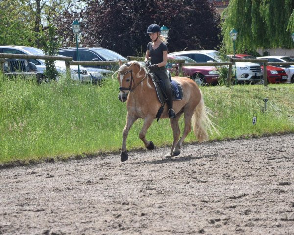 horse Starbuck (Haflinger, 2009, from Standing Ovation)