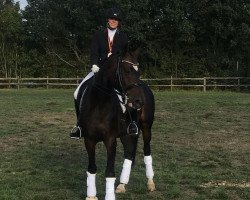 dressage horse Sir Moritz (Hanoverian, 2008, from St. Moritz)