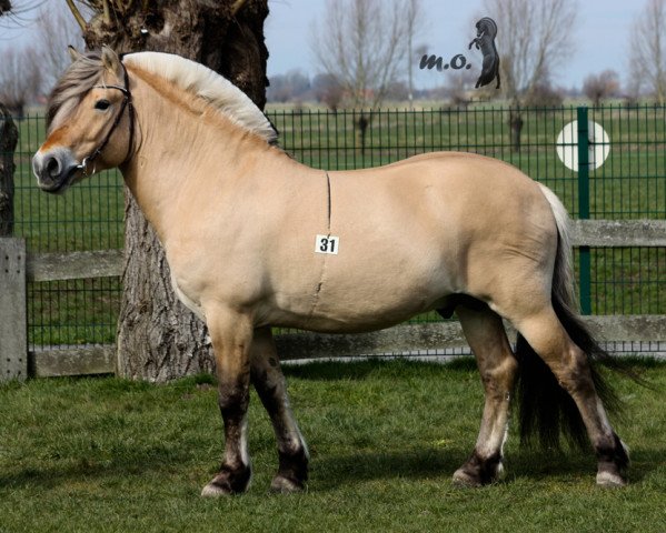 stallion Niko (Fjord Horse, 2012, from Dingo (NLD))