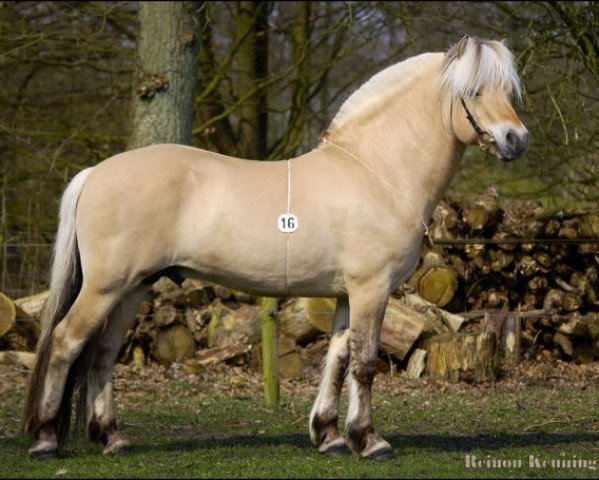 stallion Timor (Fjord Horse, 1998, from Inco)