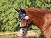 dressage horse Romanow - H-S (Hanoverian, 2011, from Royal Blend)