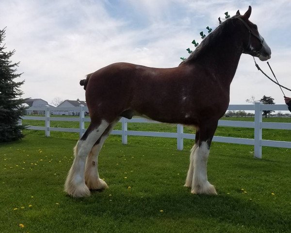 horse Bell's Superior Mac (Clydesdale, 2013, from Tablerock's Cracker Jack)