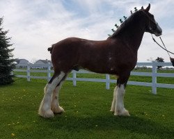 Pferd Bell's Superior Mac (Clydesdale, 2013, von Tablerock's Cracker Jack)