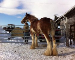 Zuchtstute Bell's Superior Lenzy (Clydesdale, 2009, von Willow Way Darius)