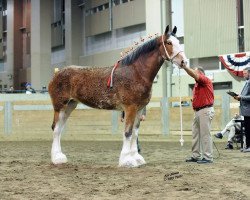 broodmare Bell's Superior Lassie (Clydesdale, 2007, from Willow Way Darius)