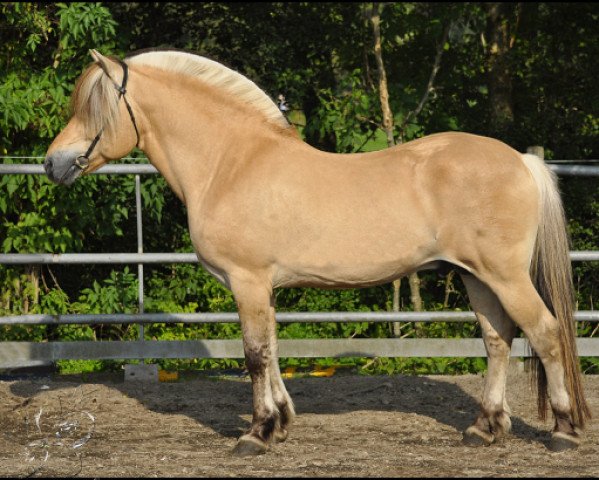 stallion Manus (Fjord Horse, 1992, from Havstad)