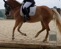 dressage horse Benessa (unknown, 2012)