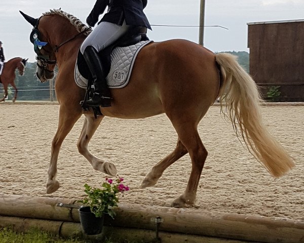 dressage horse Benessa (unknown, 2011)