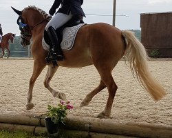 dressage horse Benessa (unknown, 2011)