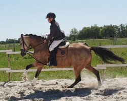 broodmare Reitland'as Fantastic Nr One (German Riding Pony, 2016, from Reitland's Du oder Keiner)