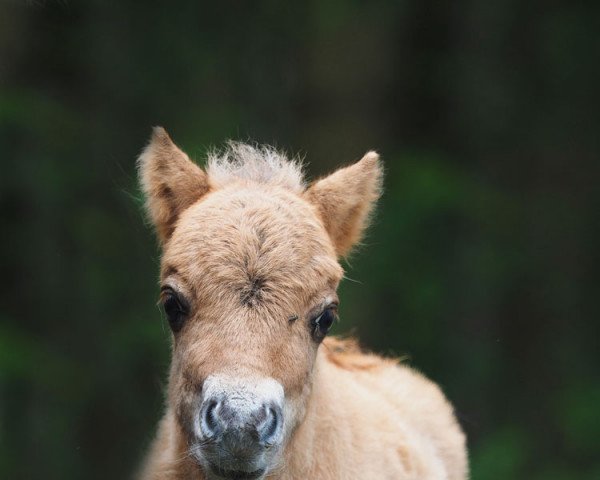 horse El Saraja Falballa (Shetland pony (under 87 cm), 2020, from Enigma Sirocco)