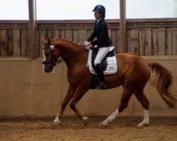 dressage horse Sweet Smartie (Württemberger, 2011, from Sarkozy 3)