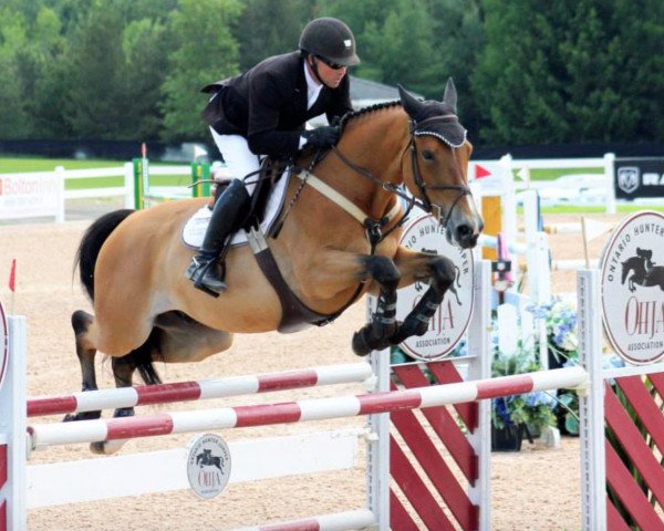 Pferd Falco de Lizami (Belgisches Warmblut, 2005, von Sheyenne de Baugy)