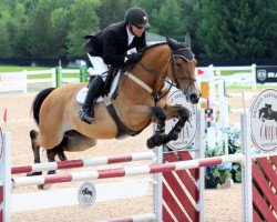 horse Falco de Lizami (Belgian Warmblood, 2005, from Sheyenne de Baugy)