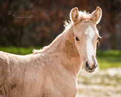 broodmare Quäntchen Glück (Rhinelander, 2020, from Qaside Md)