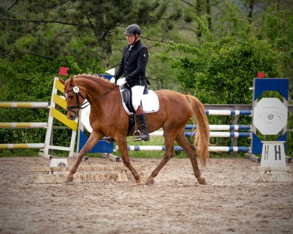 Springpferd La Catalaya (unbekannt, 2013, von Czarzeus)