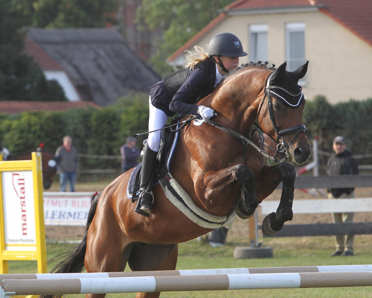 Springpferd Lightning Star 13 (Oldenburger, 2007, von Lancado)