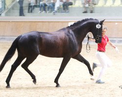 dressage horse Granada (Westphalian, 2014, from Grey Flanell)