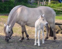 horse Smilla (Fjordpferd, 2020, from Jonathan)